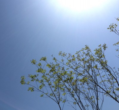 20160429061605.jpg