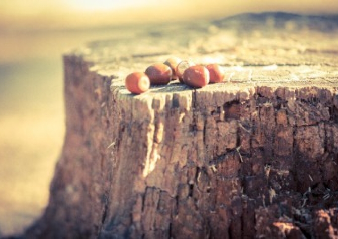 カフェスタイルの家