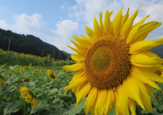 見ごろはあと少し